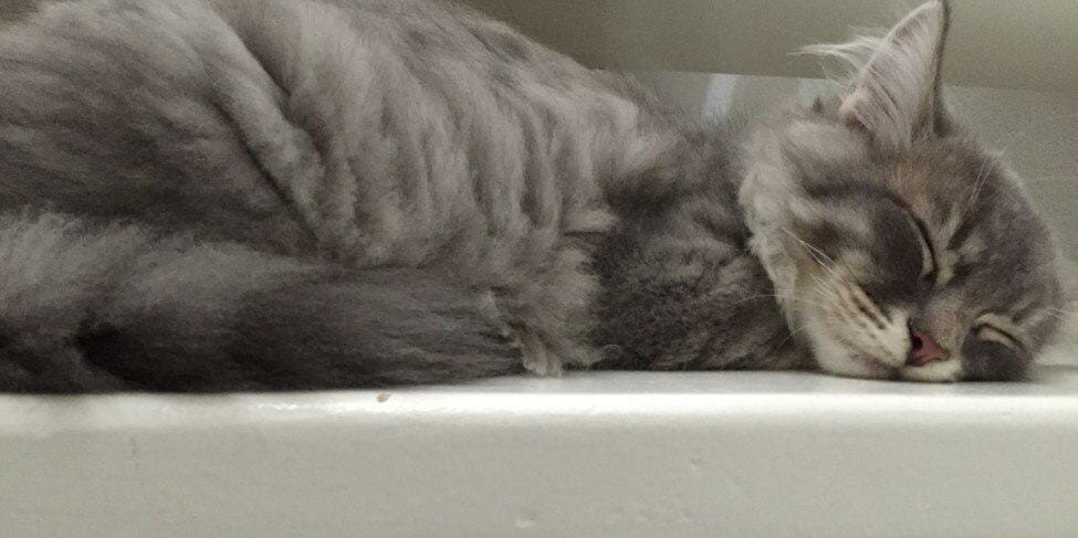 Siberische kat doet een dutje