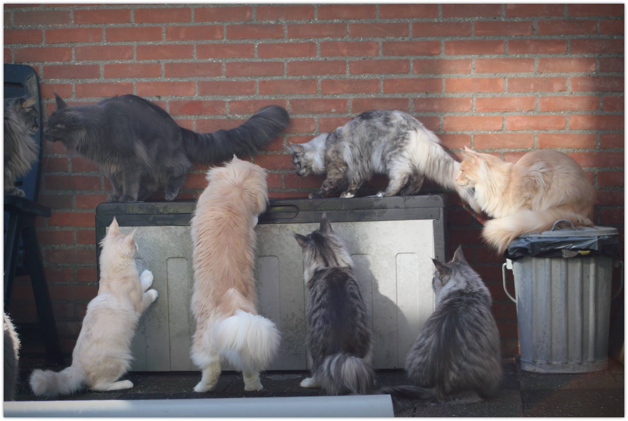 groep maine coons